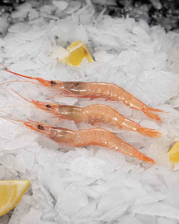 Gamba blanca Mediana