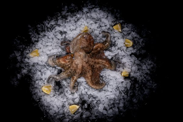 Pulpo Roquero